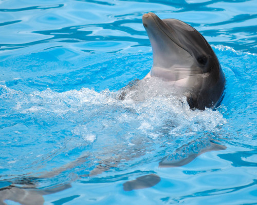 media.Riccione_parco_Oltremare_attrazione_delfini
