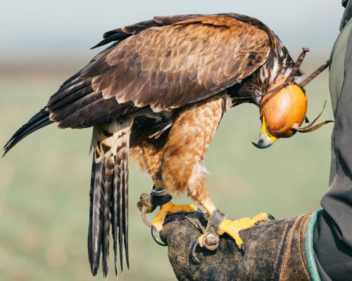 media.Riccione_parco_Oltremare_attrazione_falconeria